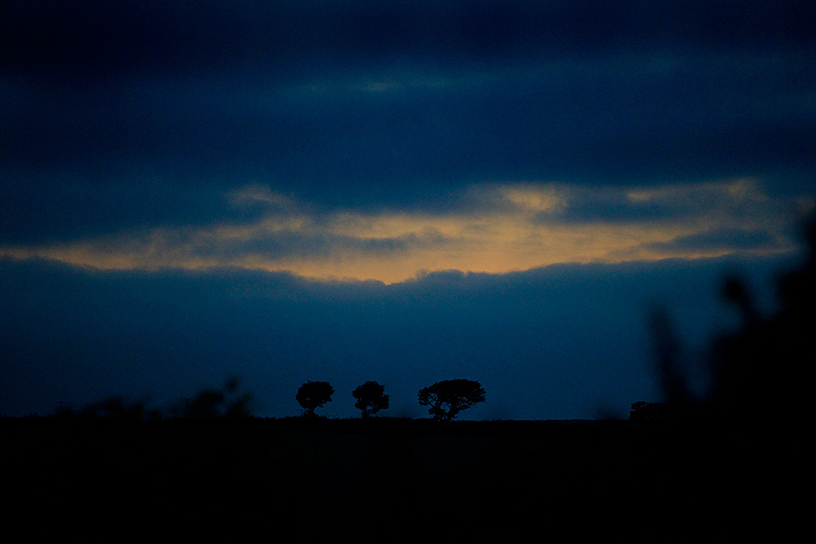 Three Horse Men- Trees on Horizon : Slapton : Devon UK