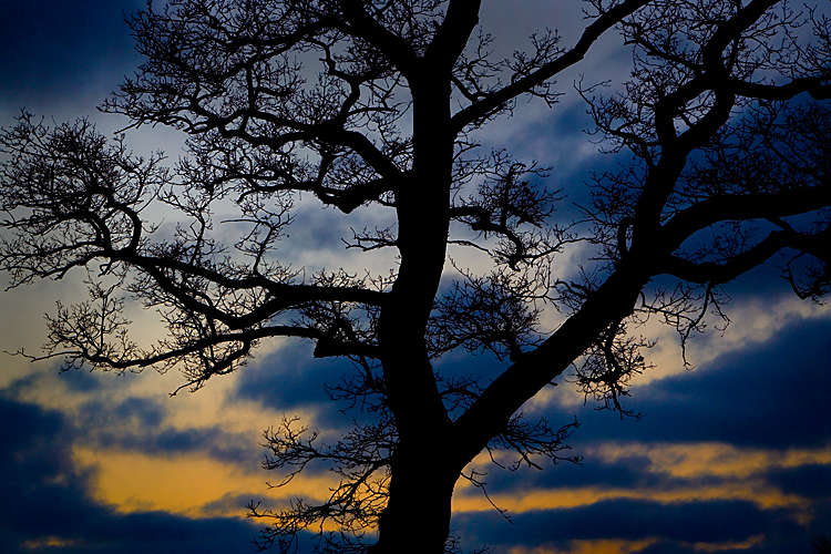 Shadow Tree : Leamington Hastings : Warwickshire - UK