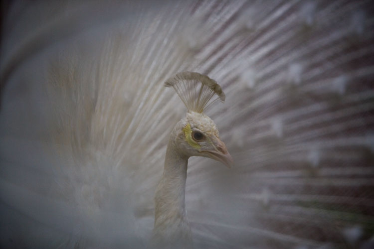 White Peacock : Cathedral Church of St John the Divine : NYC