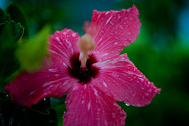 Goodbye Flowers in the Rain : Maya Breeze Resort and Inn Placencia : Belize