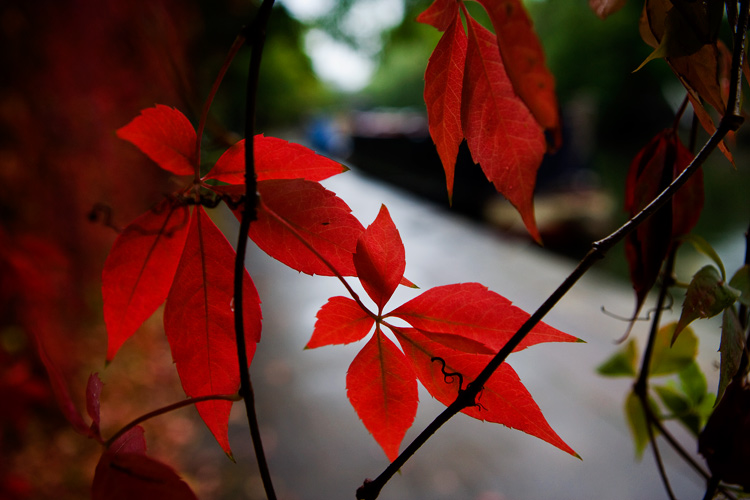 Final Red Leaves of Fall : Regents Canal Camden : London UK