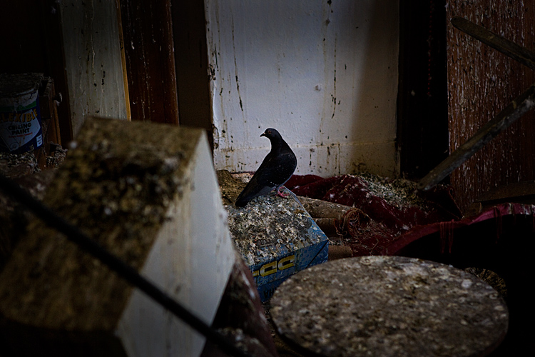 No One Home but us Chickens : Kentish Town : London