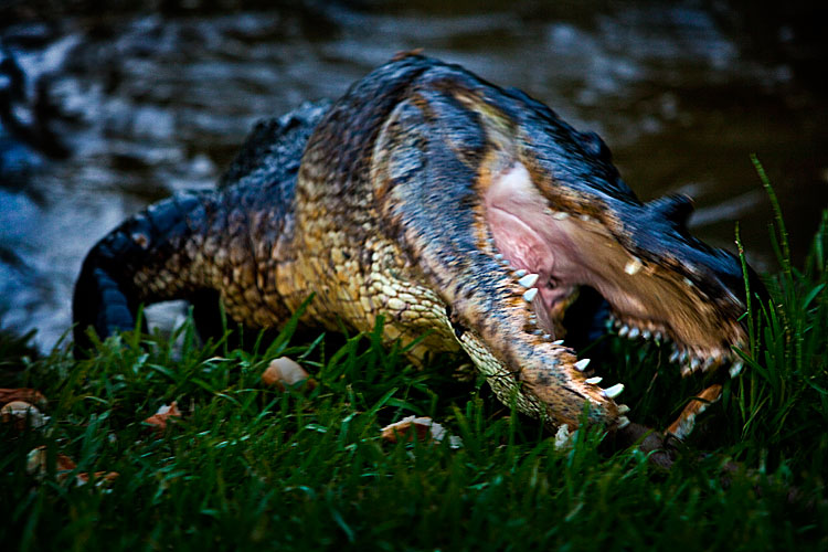 13 ft Gator rushes out of the swamp  :  Laplace Highway 51 : Louisiana