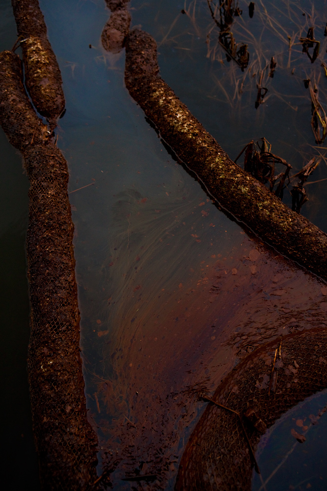 Oil in the Marshes : Bay Jimmy Louisiana : USA