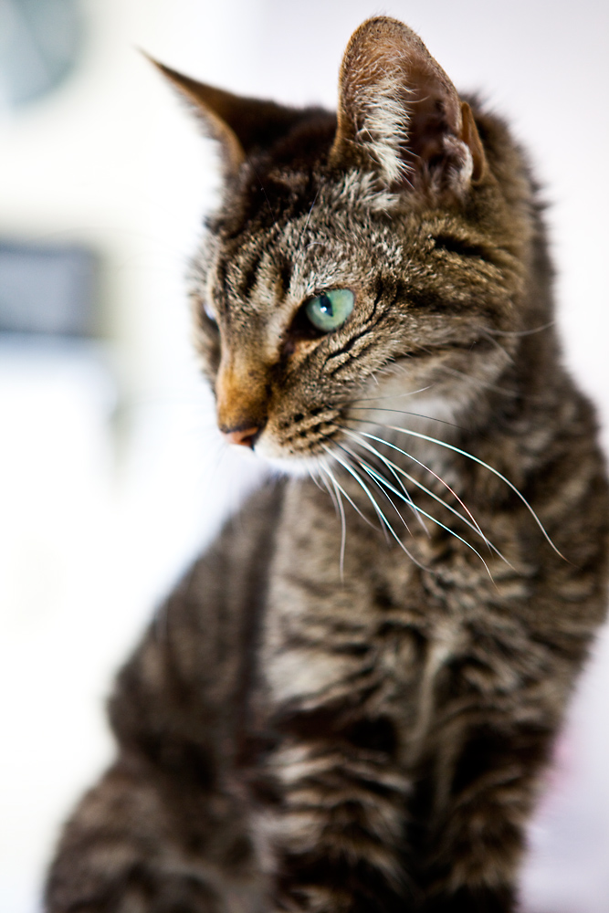 RIP Dave the Cat : Atlanta : Georgia