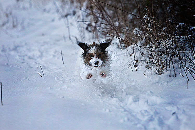 Ringo Crazed Manic Pup in Snow : Warwickshire Countryside : UK