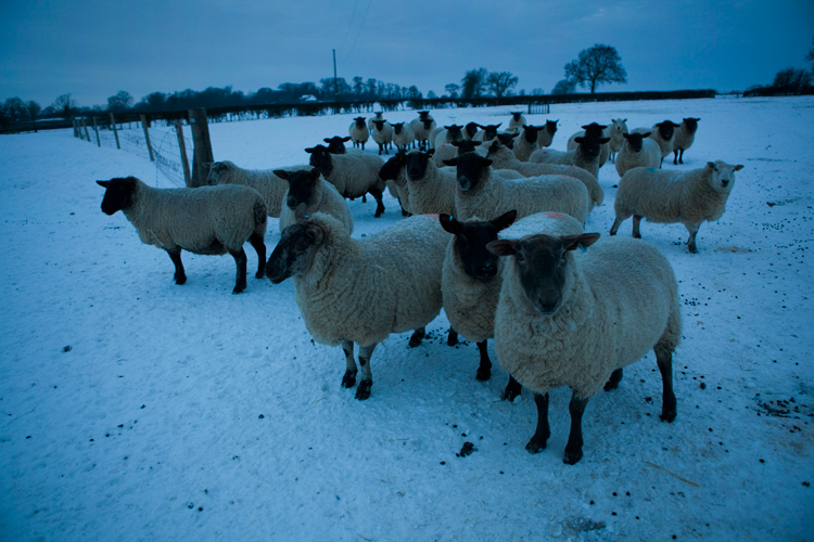 Blue Sheep : Jezblog Holiday Competition : UK