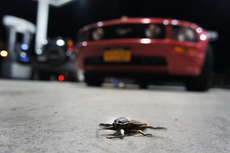 Bug and Beast : Big Cypress : Florida Everglades