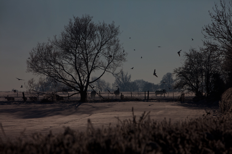 Horses Trees and Birds in Winter : Warwickshire : UK