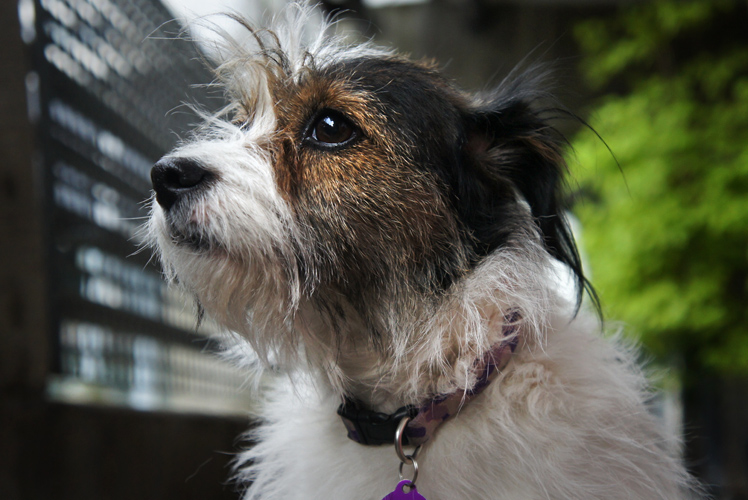 Ringo Dog Day Weekend : Camden Canal : London