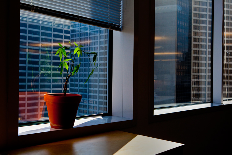 Stella Rose : Downtown : Atlanta