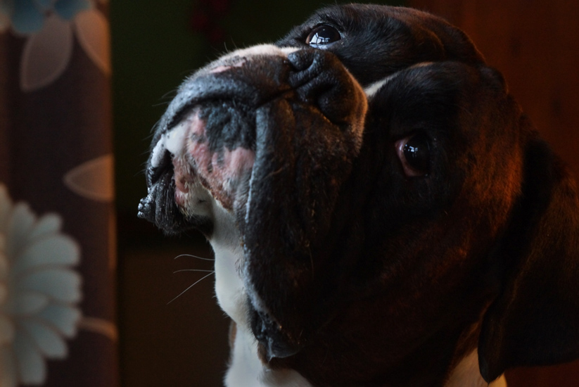 Monty : Birmingham : UK