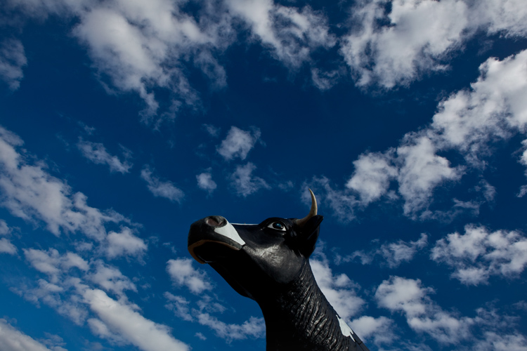 Salem Sue with Little Fluffy Clouds : Salem : North Dakota