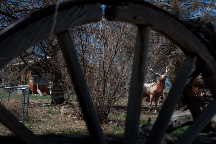 The Home of the Tame Mountain Lion : Monte Vista : Colorado