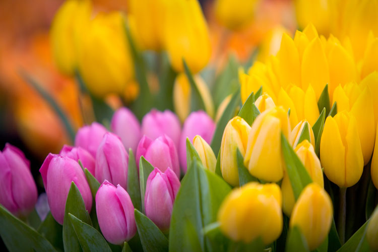 Garden in Transit - Give Away 80,000 Flowers : Union Sq : NYC