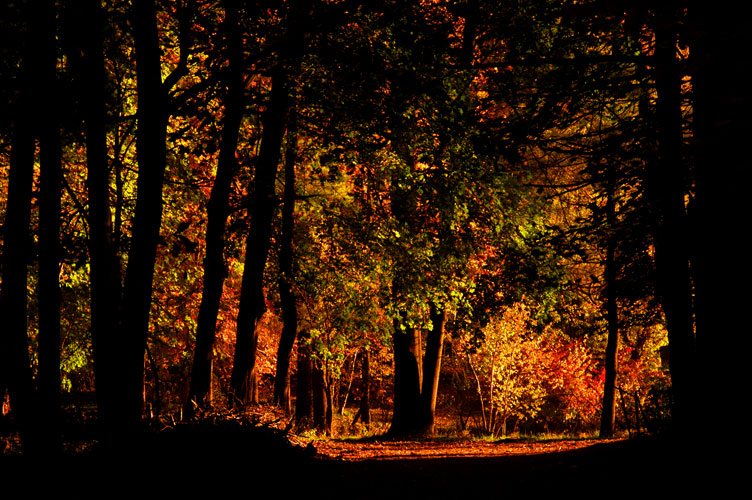 Fall at Halsey Pond : Irvington Westchester : NY