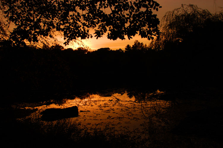 Fall at Halsey Pond #2 : Irvington Westchester : NY