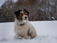 Ringo in the Snow : Hampstead Heath : North London