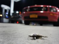 Bug and Beast : Big Cypress : Florida Everglades