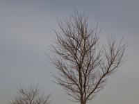 New Trees for Kurdistan : Suliemania : Iraq