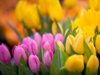 Garden in Transit - Give Away 80,000 Flowers : Union Sq : NYC