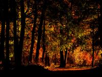 Fall at Halsey Pond : Irvington Westchester : NY